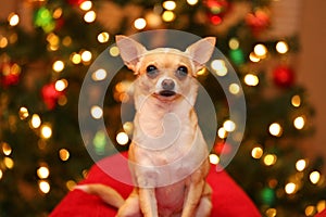 Chihuahua in Front of Christmas Lights photo