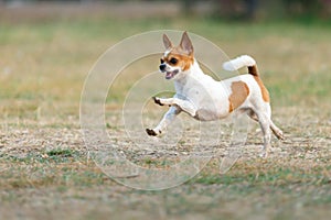 Chihuahua fun happy running outdoors.