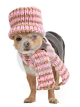 Chihuahua funnily dressed for cold weather