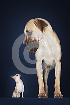 Chihuahua With Great Dane Standing Alongside