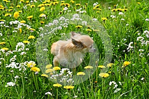 A chihuahua  in a green meadow with yellow flowers