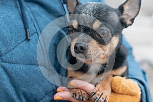 Chihuahua in the hands of a woman. Girl stroking her pet