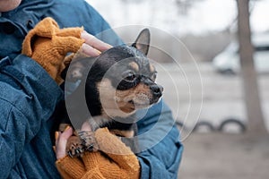 Chihuahua in the hands of a woman. Girl stroking her pet