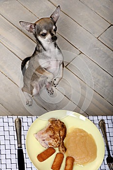 Chihuahua on hind legs to look at food on table