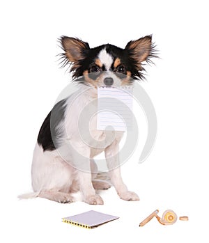 Chihuahua holding a paper in its mouth