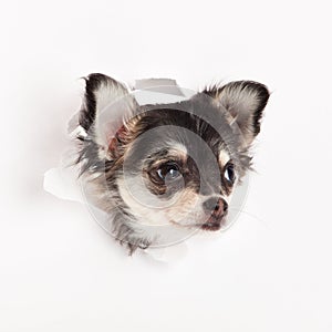 Chihuahua isolated on white background dog design concpt postcard