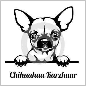 Chihuahua Kurzhaar - Peeking Dogs - breed face head isolated on white
