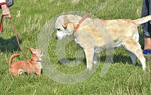 chihuahua and labrador retriever