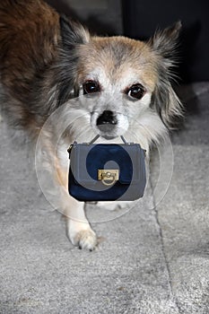 Chihuahua lady carries a handbag