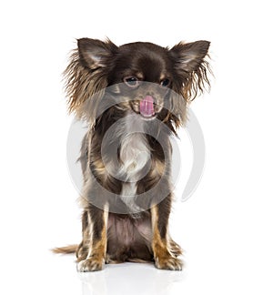 Chihuahua licking its lips