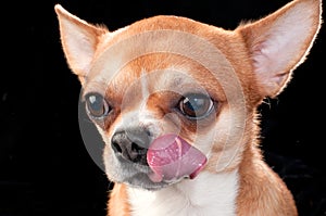 Chihuahua licking oneself close-up on black