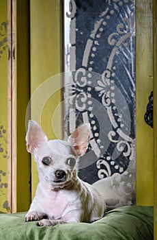 Chihuahua lies among vintage mirrors and carefully looks directly.