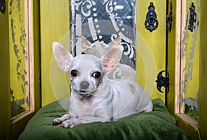 Chihuahua lies among vintage mirrors and carefully looks directly.