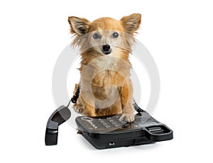 Chihuahua with long hair is phoning