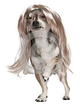 Chihuahua with long hair wig, 3 years old