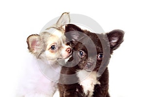 Chihuahua long-haired white and brown puppies studio portrait isolated on white background