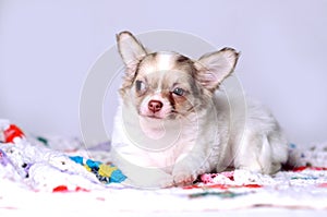 Chihuahua long-haired white and brown puppy laying on a knitted plaid studio portrait on gray background