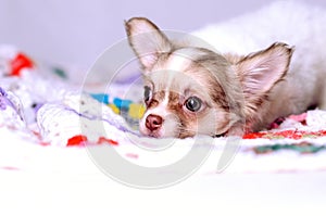 Chihuahua long-haired white and brown puppy laying on a knitted plaid studio portrait on gray background