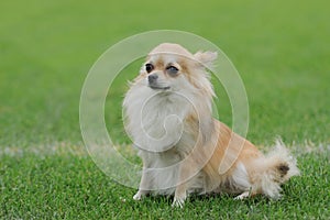 Chihuahua longhaired dog portrait