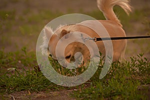 Chihuahua longhaired dog portrait. Beautiful white long-haired chihuahua breed dog walks in tall green grass