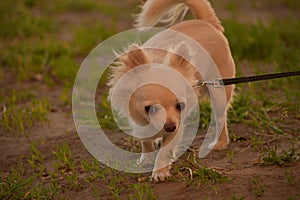 Chihuahua longhaired dog portrait. Beautiful white long-haired chihuahua breed dog walks in tall green grass