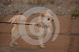 Chihuahua longhaired dog portrait. Beautiful white long-haired chihuahua breed dog walks in tall green grass