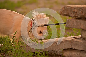 Chihuahua longhaired dog portrait. Beautiful white long-haired chihuahua breed dog walks in tall green grass