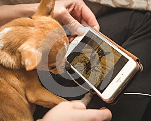 Chihuahua looking at photo on cell phone