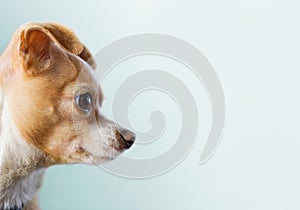 Chihuahua Looking To Right Side
