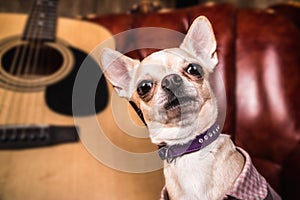 Chihuahua looks at the frame next to the guitar
