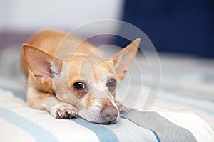 Chihuahua lying on the couch. Pet rests. Red dog on the sofa. A horizontal photo of an indoor shot from a light interior with a sm