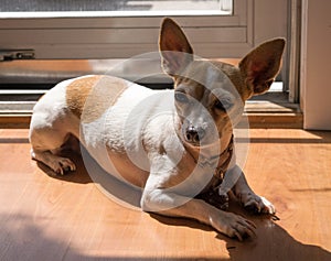 Chihuahua lying in doorway in sunshine