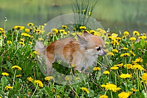 Chihuahua  on a meadow in front of a lake