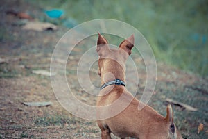 Chihuahua mini brown dog