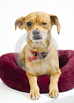 Chihuahua mix dog missing one eye, animal shelter adoption photography