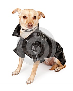 Chihuahua Mix Dog Wearing Black Leather Jacket