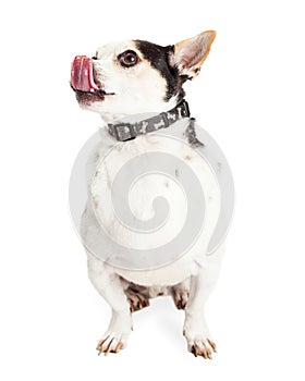 Chihuahua Mixed Breed Dog Licking Lips