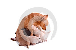 Chihuahua mom is suckling her puppies