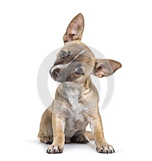 Chihuahua, 4 months old, sitting in front of white background photo
