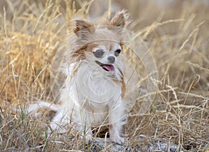Chihuahua in nature