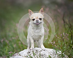 Chihuahua in nature