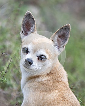 Chihuahua in nature