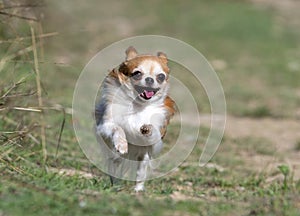 Chihuahua in nature