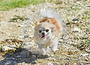 chihuahua in nature