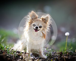 chihuahua in nature