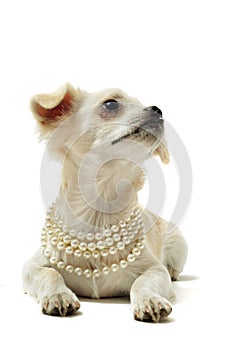 Chihuahua with pearl collar