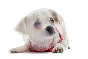 Chihuahua with pearl collar