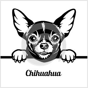 Chihuahua - Peeking Dogs - - breed face head isolated on white photo