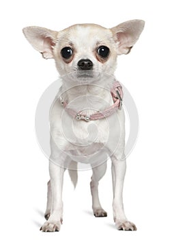 Chihuahua in pink collar, 1 and a half years old