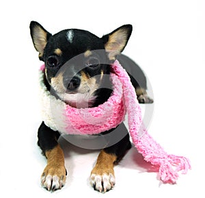 Chihuahua in the pink scarf